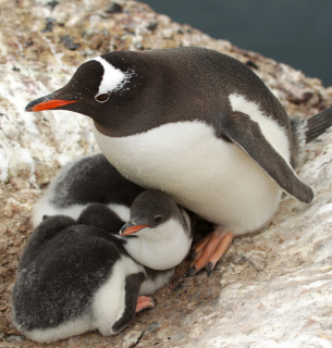 Сегодня 25 апреля Всемирный день пингвинов
