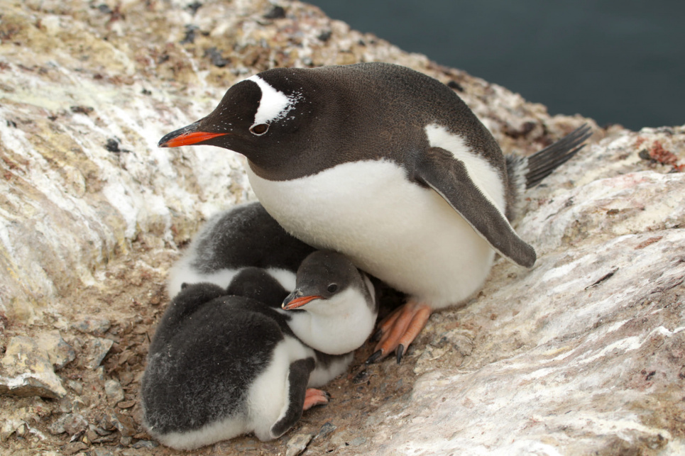 Сьогодні 25 квітня Всесвітній день пінгвінів