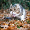 Фото: Nils Jacobi via Getty Images