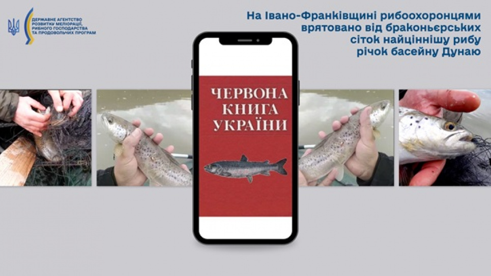 Врятовано від браконьєрських сіток найціннішу рибу річок басейну Дунаю