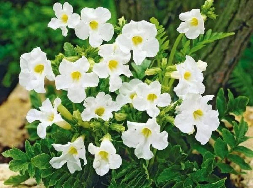 Інкарвіллея Delavayi White доповнить міксбордер, альпійську гірку чи клумбу (ФОТО) Фото: Телеграм-канал «Садівник»