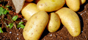 ЦІна на картоплю знижується другий тиждень поспіль