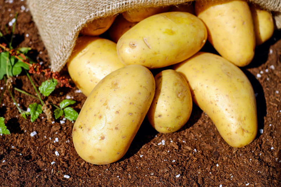 ЦІна на картоплю знижується другий тиждень поспіль