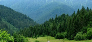 Минокружение и возобновление украинских лесов