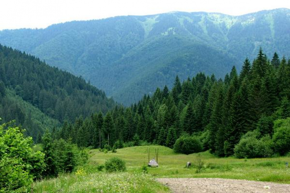 Міндовкілля і відновлення українських лісів