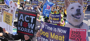 Люди принимают участие в демонстрации с призывом прекратить потребление собачьего мяса в Сеуле 29 октября 2023 года.
Фото: Yonhap