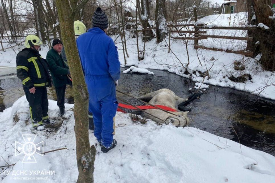 На Чернігівщині рятувальники витягнули коня з водяної пастки На Чернігівщині надзвичайники врятували коня