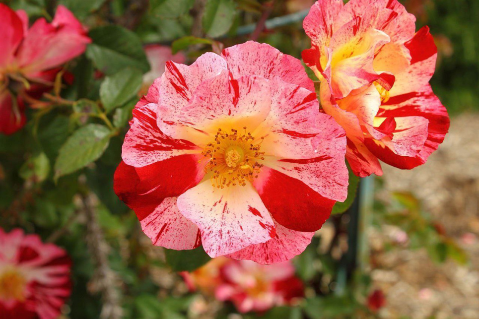 Троянда Ханабі — чудовий вибір для ландшафтного дизайну (ФОТО) Фото: Телеграм-канал «Садівник»