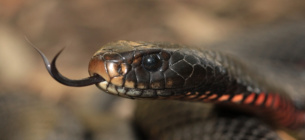 Красночерная черная змея (Pseudechis porphyriacus). Фото: Оливер Нойман/CC BY-SA 4.0/Wikimedia Commons