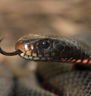 Чоловіка укусила змія
Фото: Олівер Нойман/CC BY-SA 4.0/Wikimedia Commons