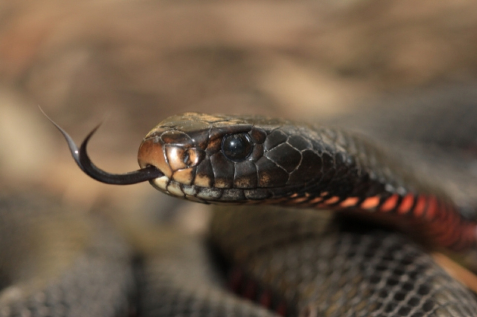 Червоночерева чорна змія (Pseudechis porphyriacus). Фото: Олівер Нойман/CC BY-SA 4.0/Wikimedia Commons