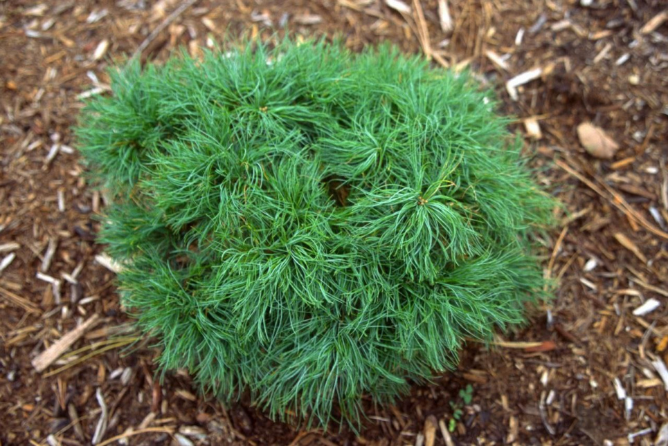 Сосна веймутовая Tiny Curls: искусство пушистости в мире деревьев (ФОТО) Фото: Телеграм-канал «Садовник»