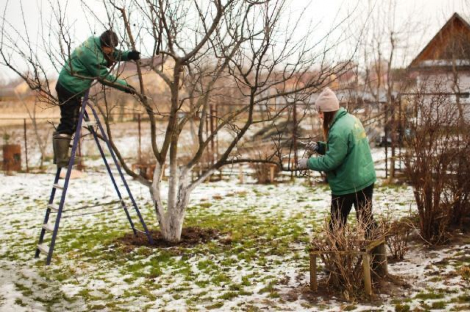 Як лікувати дерева взимку: поради садівникам Фото: Телеграм-канал «Садівник»