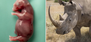 Эмбрион южного белого носорога был размером 6,4 см и в возрасте 70 дней, когда его суррогатная мать Курра (справа) умерла от токсичных бактерий из почвы после сильных дождей в кенийском заповеднике. Фото: Джон Хуарес, Ян Цвиллинг / BioRescue
