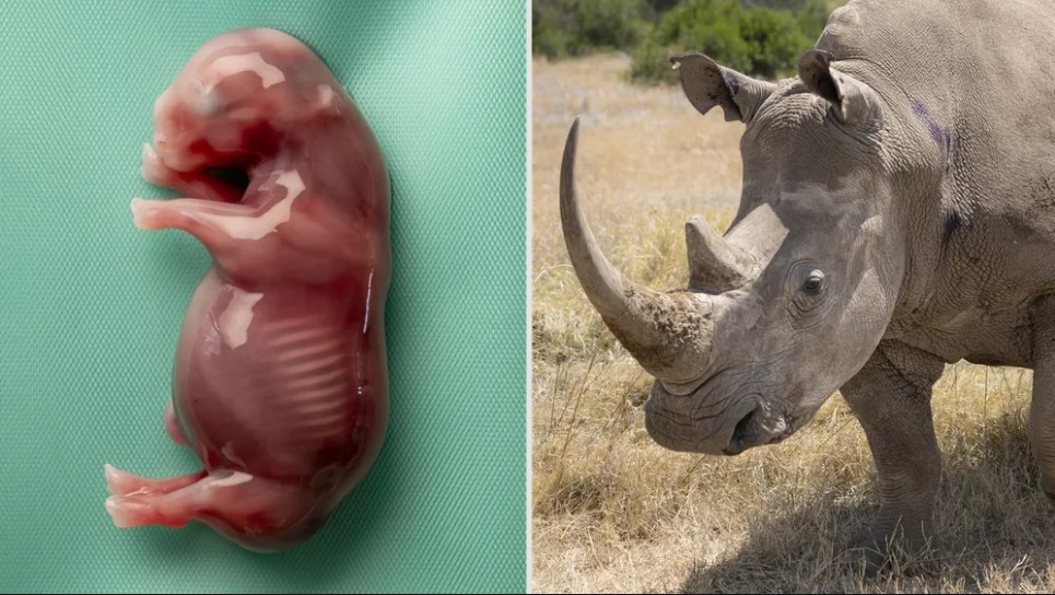 Эмбрион южного белого носорога был размером 6,4 см и в возрасте 70 дней, когда его суррогатная мать Курра (справа) умерла от токсичных бактерий из почвы после сильных дождей в кенийском заповеднике. Фото: Джон Хуарес, Ян Цвиллинг / BioRescue