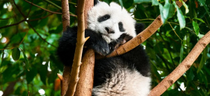 Панда в китайській провінції Сичуань. Фото: Panthermedia/imago images