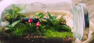 Фото: Телеграм-канал «Садівник»