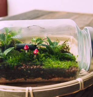 Фото: Телеграм-канал «Садівник»