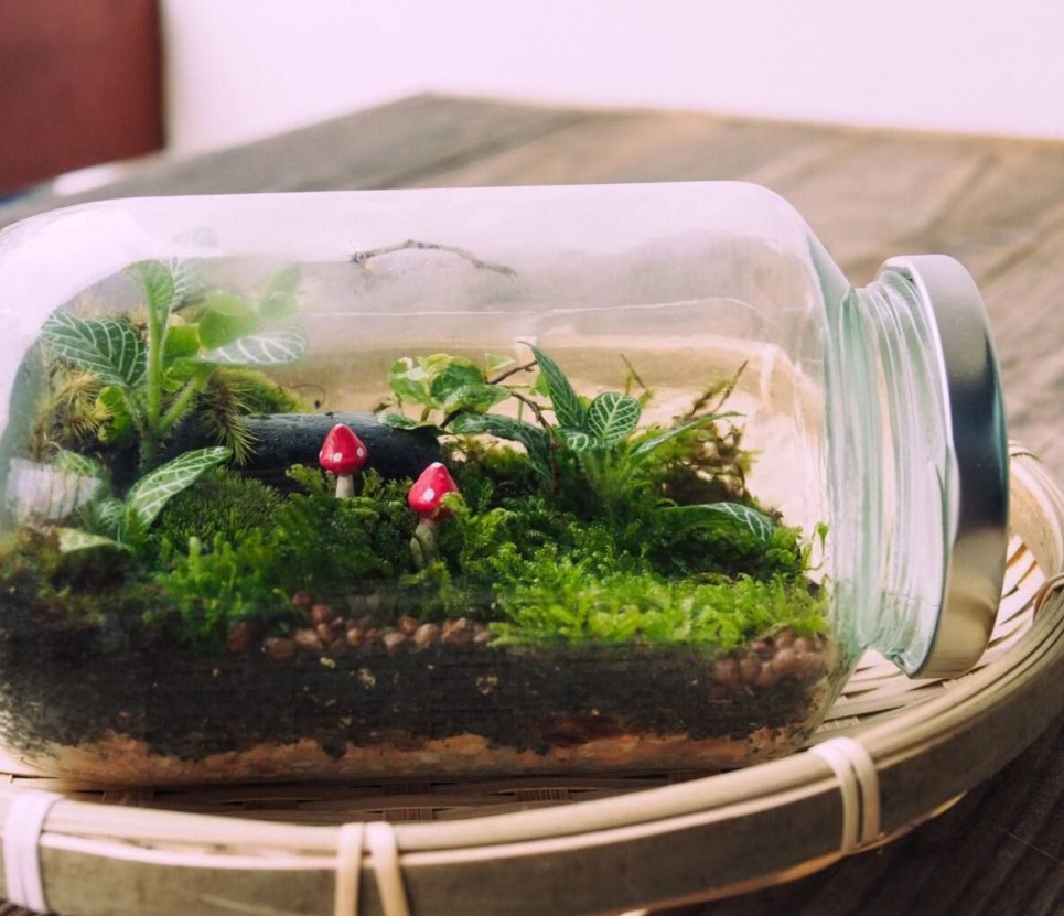 Фото: Телеграм-канал «Садівник»