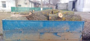В Одесской области уничтожены сырорастущие "Софоры"