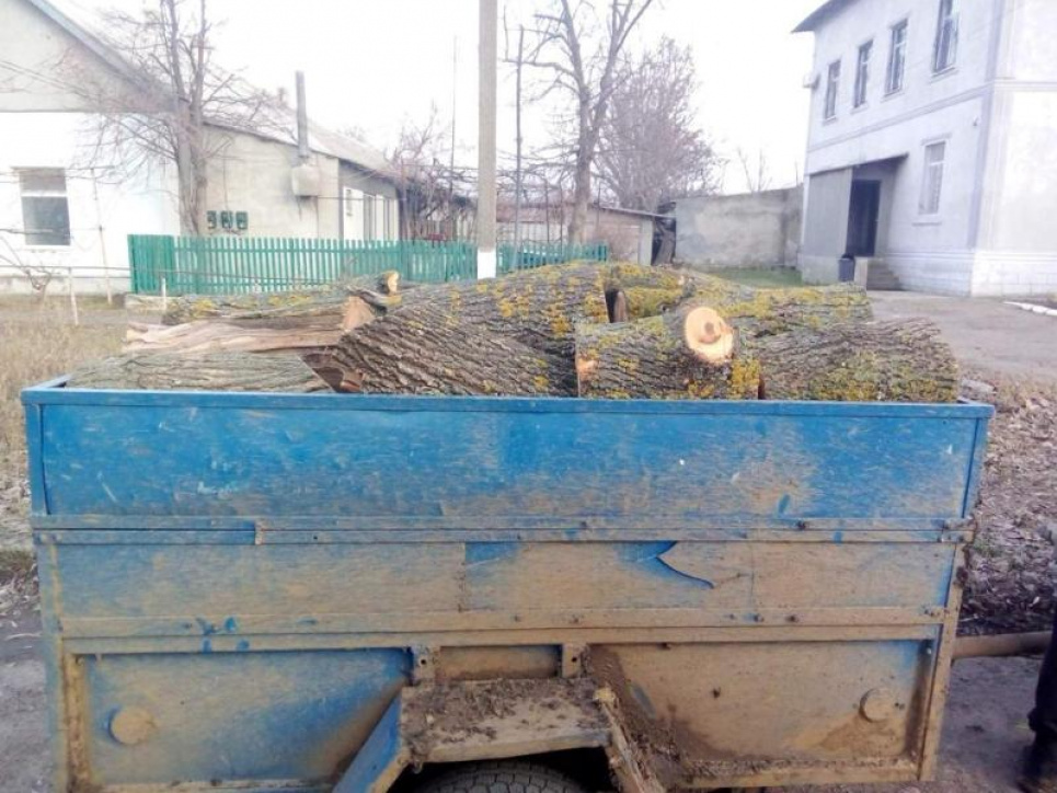 Порушники сплатять штрафи та відшкодують збитки: у двох громадах Одещини зрубали сироростучі "Софори" На Одещині знищено сироростучі "Софори"
