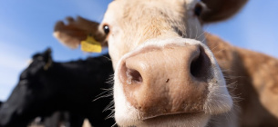 В Україні створили Асоціацію селекціонерів бурої худоби