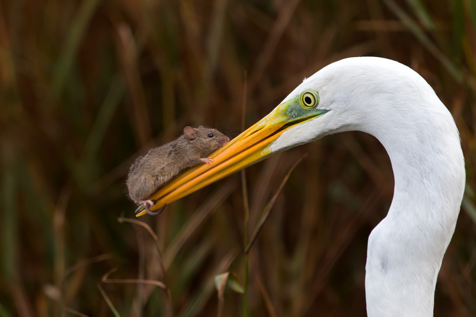 «Хищник и жертва лицом к лицу», финалист в категории «Птицы». Фото: Giulio Ilari/Nature Photography Contest 2023