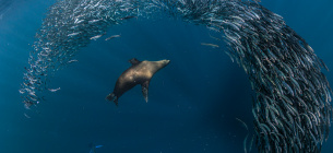 День порятунку морських ссавців 27 квітня: виклики та допомога дельфінам і китам