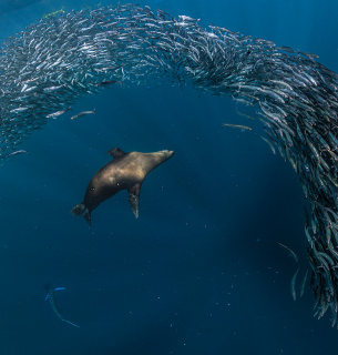 День порятунку морських ссавців 27 квітня: виклики та допомога дельфінам і китам