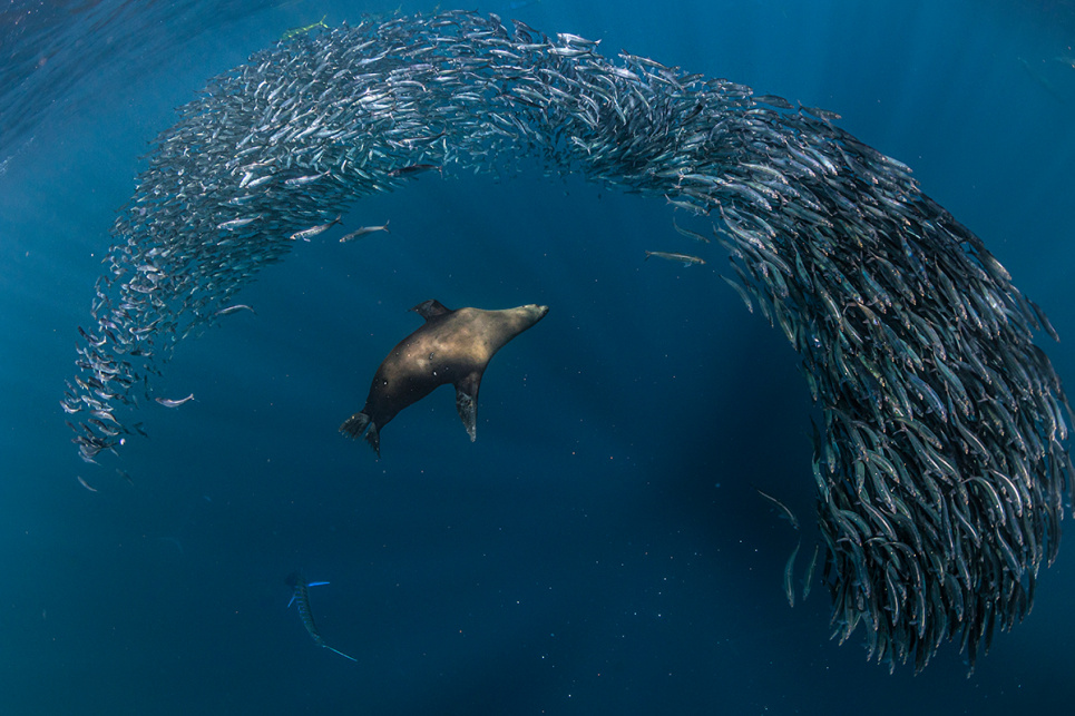 День порятунку морських ссавців 27 квітня: виклики та допомога дельфінам і китам