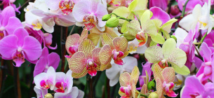 Орхідеї Пересадка квітів Домашні квіти