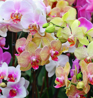 Орхидеи Пересадка цветов Домашние цветы