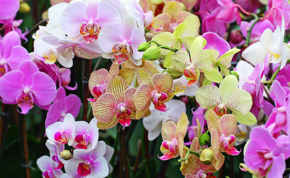 Орхідеї Пересадка квітів Домашні квіти