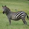 Символом дня является «зебра»