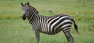 31 января Международный день зебры