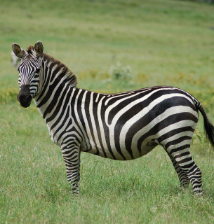 Полосатая уникальность: 31 января мир отмечает Международный день зебры