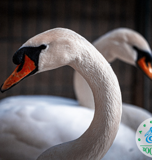 Энергия гармонии: 18 января пройдет под знаком «Золотого лебедя» перед большим Новолунием