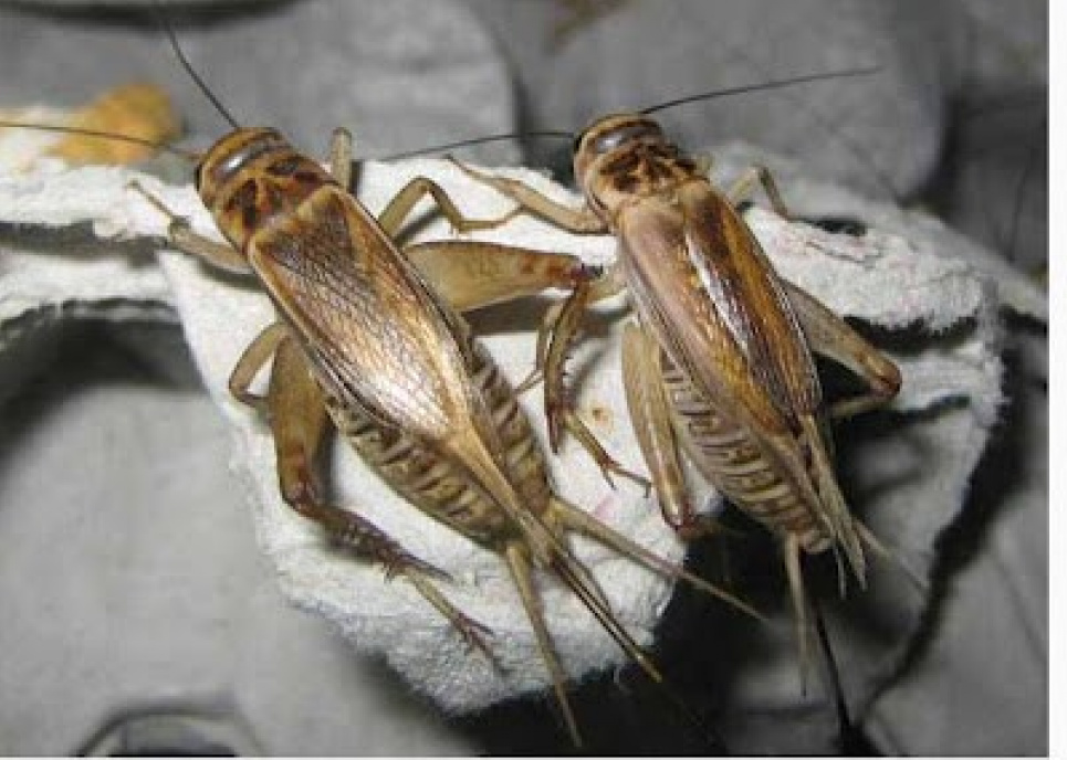 В Італії офіційно вироблятимуть борошно з комах, яке використовуватимуть для людей  Італія вироблятиме борошно з комах