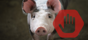 В Донецкой области вспышка африканской чумы свиней