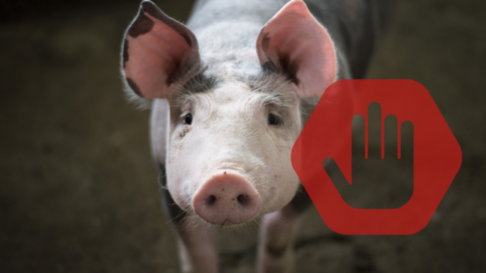 В Донецкой области вспышка африканской чумы свиней