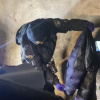 За підозрою у вбивстві 15-річної дівчини поліцейські затримали її однолітка 