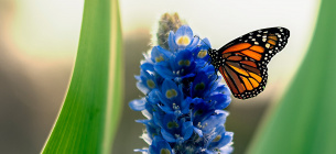 5 февраля праздник - День бабочки Монарха