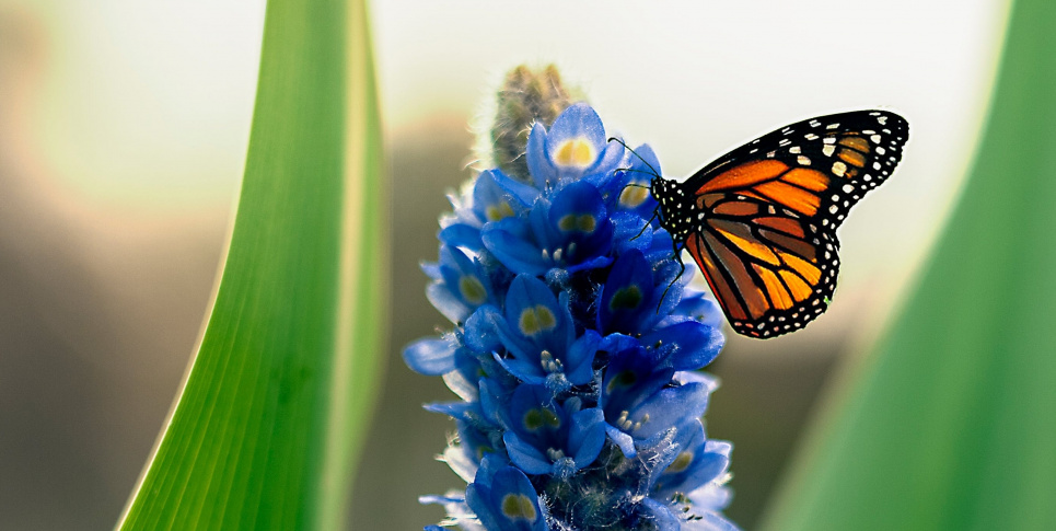 Каждый год 5 февраля отмечают необычный праздник - День бабочки Монарха 5 февраля праздник - День бабочки Монарха