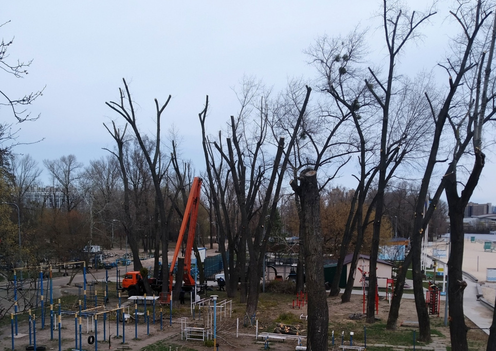 Кронування — це вбивство дерев: про що застерігають екологи Фото: КЕКЦ