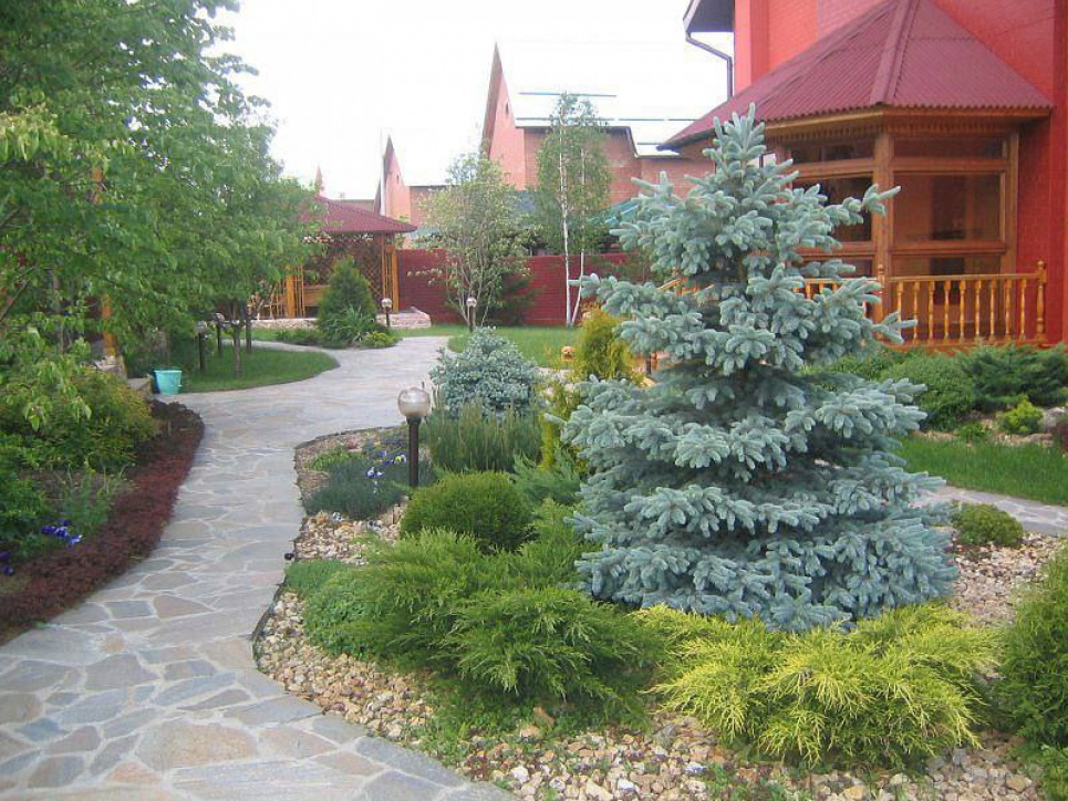 Хвойные растения: ключевой элемент ландшафтного дизайна (ФОТО) Фото: Телеграмм-канал «Садовник»