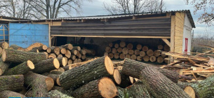 На Кіровоградщині знищили сотню дерев 