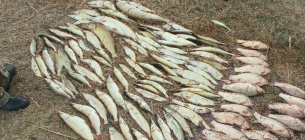 Браконьеры выловили электроудочкой 40 килограммов рыбы