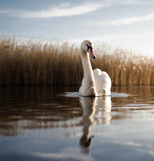 Рідкісний день «Золотого лебедя»: чому 18 січня варто зупинитись та підбити підсумки
