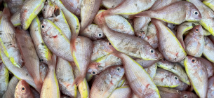 Украинская рыба и рыбные продукты получают доступ к рынку Кувейта