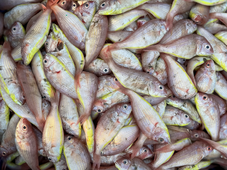 Погибшая рыба в Хмельницком районе